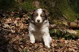 BORDER COLLIE 1103